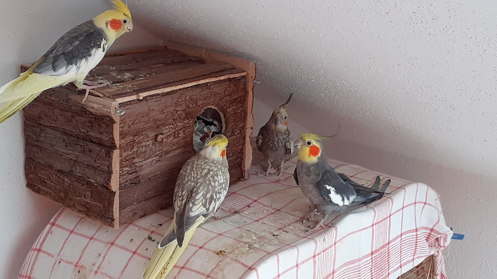 Holgers Homepage - Vögel