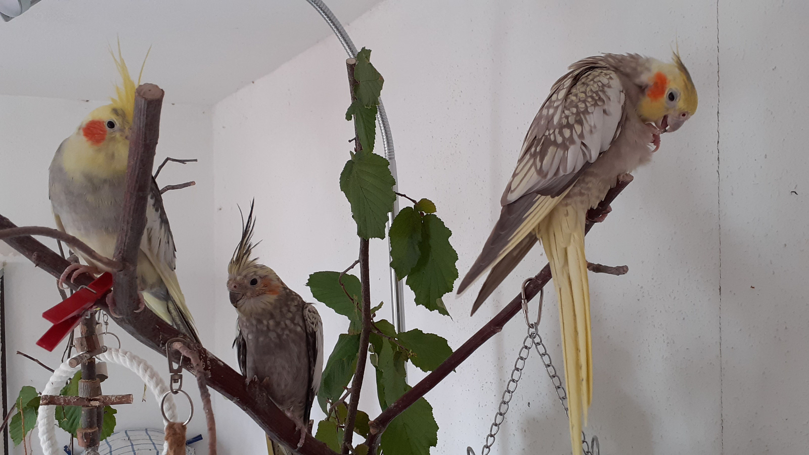 Holgers Homepage - Vögel