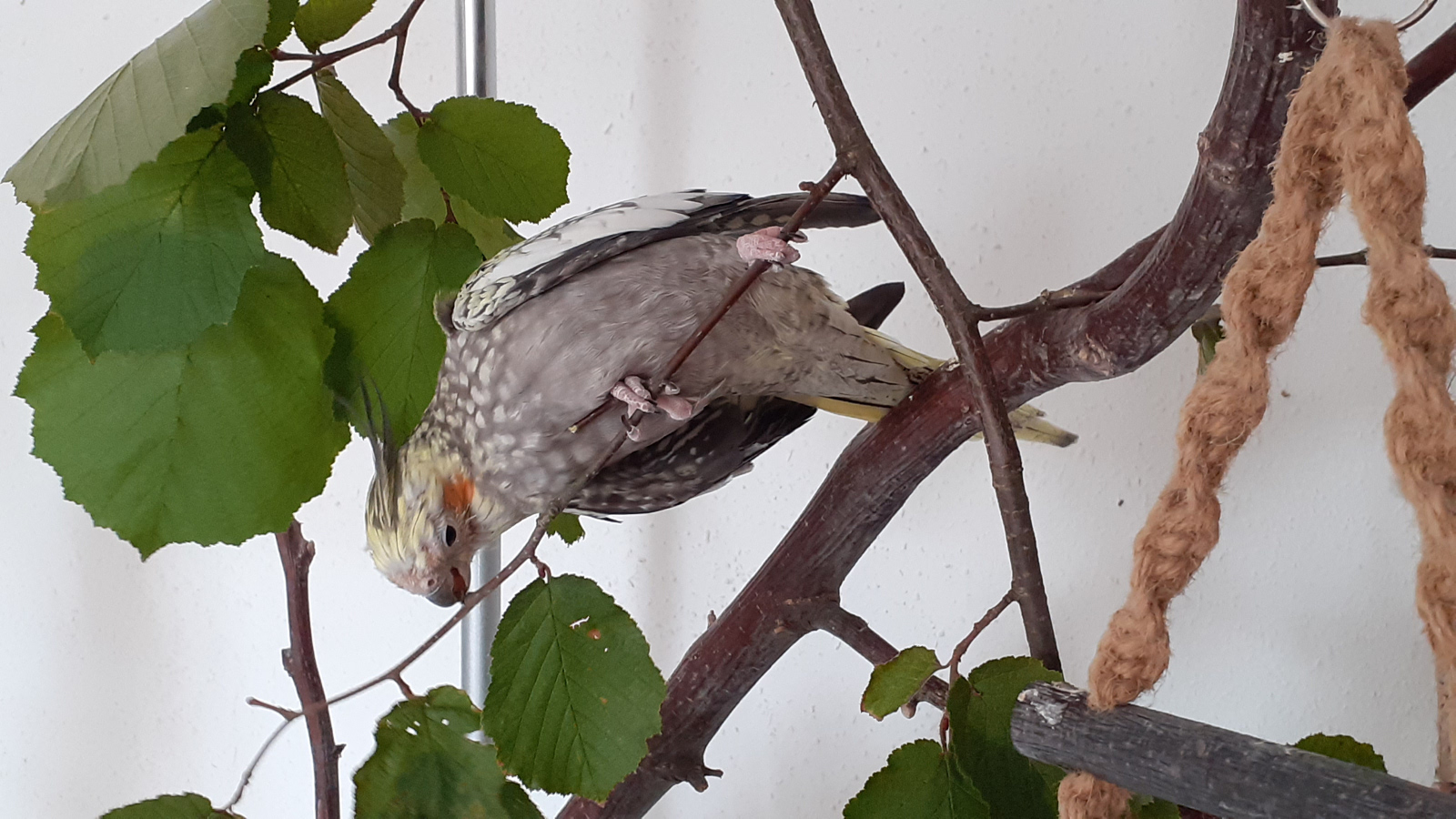 Holgers Homepage - Vögel