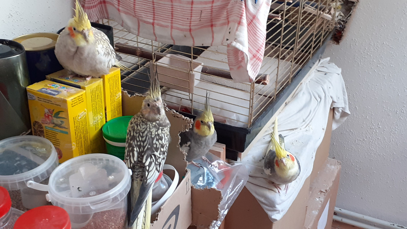 Holgers Homepage - Vögel