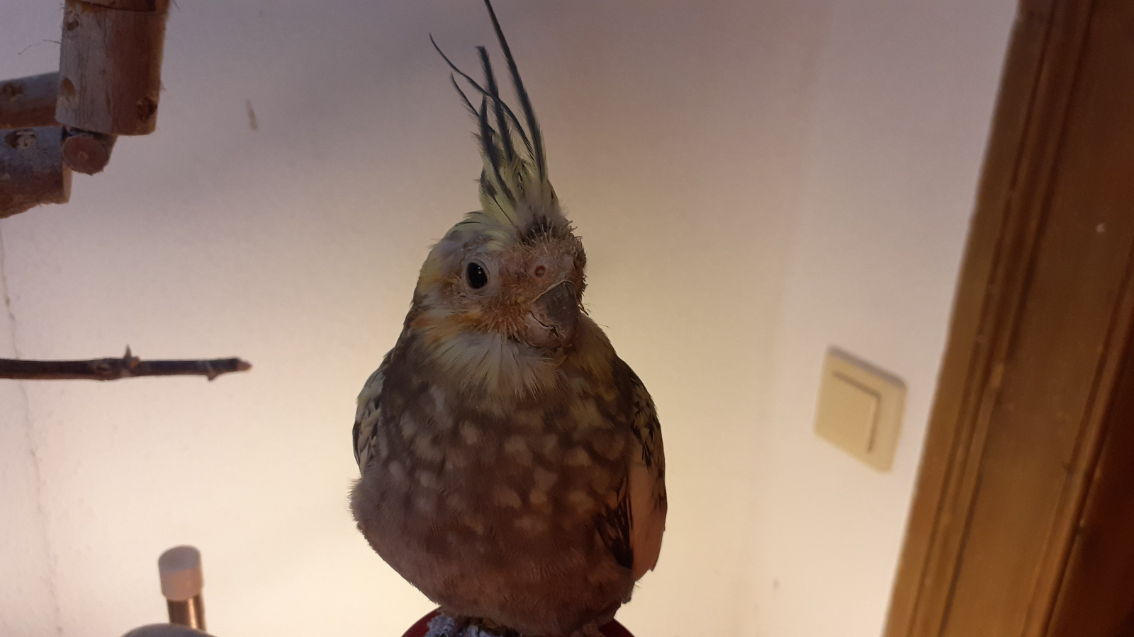 Holgers Homepage - Vögel