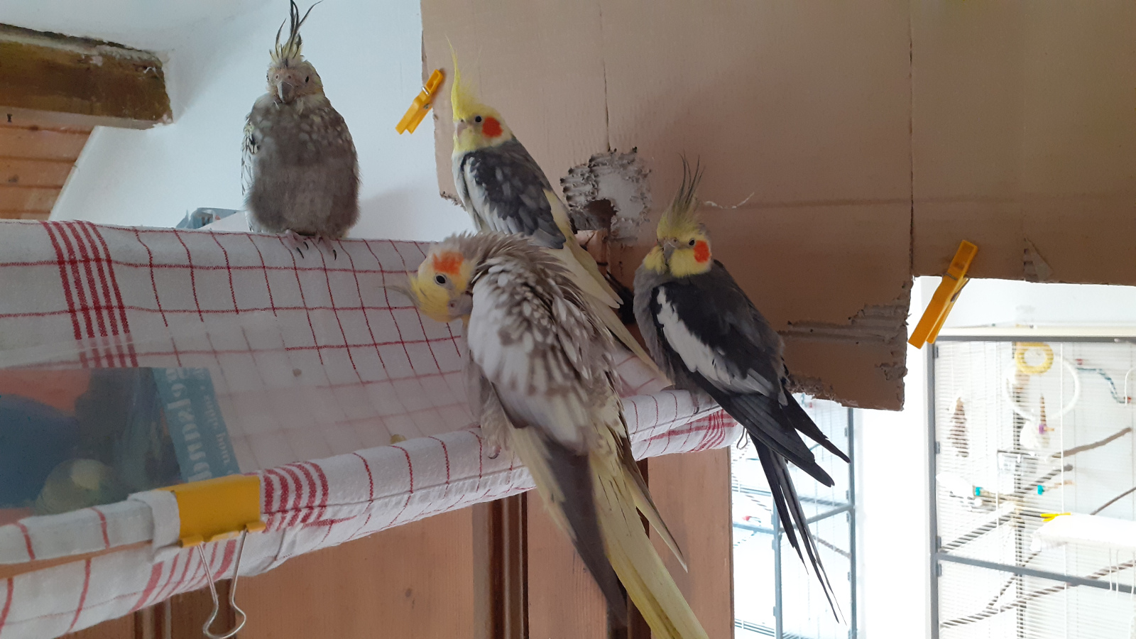 Holgers Homepage - Vögel